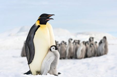 Si një ishull pinguinësh përfundoi në listën tarifore të Trump?